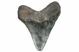 Juvenile Megalodon Tooth - South Carolina #248896-1